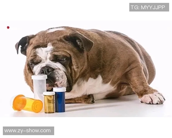 足球巨星的萌宠日常揭秘他们如何在赛场外与爱宠温情互动